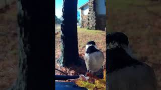 Camera footage of birds eating with BBPECO camera #ad