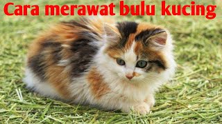 cara merawat bulu kucing