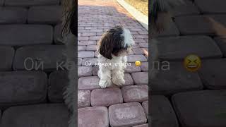 Обросла, в очередь на стрижку #видеопрособак #собака #pets #cute #прикол #шитцу #puppy #funny