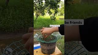 Moss Rose Cuttings/Gull Dopehri bonsai/ good idea about Gull Dopehri for home gardening decoration