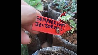 mostrando meus replantes de suculentas, ganhei varias plantinhas