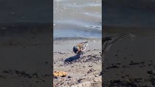 Little birdie lunch time near the sea 🐦