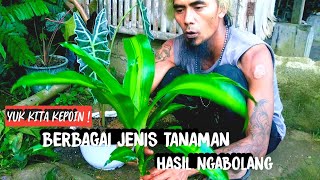 REVIEW JENIS-JENIS TANAMAN YANG DIDAPATKAN HASIL NGABOLANG