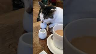 Cheeky boy at the Cat Cafe!