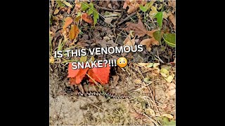 Snake in Autumn Leaves!!!! #subscribe #subscribers