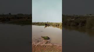 Beautiful bird's in Punjab village 🐦🐦🐦🐦🐦💖💖😍😍💖🤩😍😍🤣🤩🤩🤩🙁😍😍