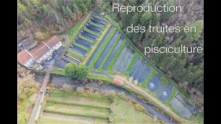 Reproduction des truites en pisciculture 🐟