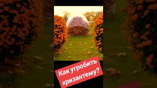 Почему ваша хризантема пропадает зимой? Разоблачаем главную ошибку!  #квіти #хризантема #сад #розы