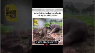 Emocionante como a Elefanta foi salvo, seu bebe chorou.