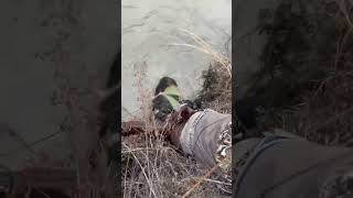 Un sanglier tir un chasseur dans l'eau