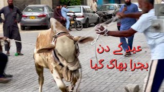 Bachra Bhag Gaya | Eid First Day Karachi | Heavy Bull Runaway 2023