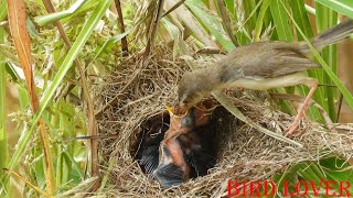 Your mother is your whole world , bird feed and take her baby very exciting 💕🐥🕊️🐤