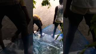 Amazing !!! Live village fishing 😱🐬#fishingvideo #shortvideo