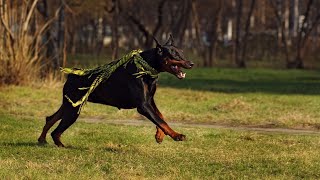 Dealing with Aggression in Doberman Pinschers