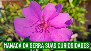 Curiosidades do Manacá da Serra