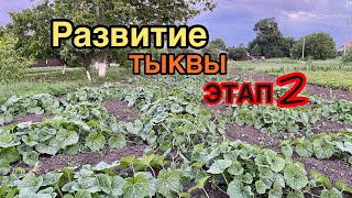 Развитие Тыквы Этап 2