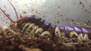 World's biggest Centipede feeding (Ant's eye view!)