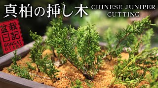 初めての挿し木はコレ！真柏の挿し木 【Bonsai diary 盆栽日記 5/9】初心者の簡単盆栽の作り方 育て方 Chinese juniper bonsai beginner EOS R5 撮影