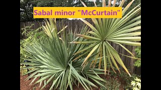 Sabal Minor "McCurtain" - Growth rate