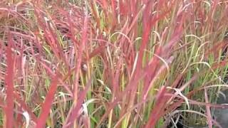 Imperata cylindrica 'Rubra' - Japanese Blood Grass