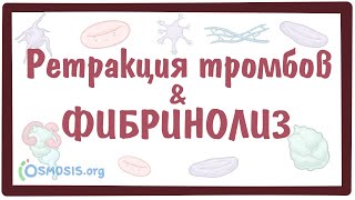 [физиология] — Ретракция тромбов и процесс Фибринолиза