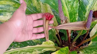 How to grow Anthurium Foliage from seeds(#shorts)