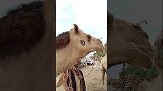 ما أجمل عين الجمل #ytshorts #camellovers #marketlife #wildlife #camelculture #foryou #animalslover