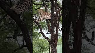 👀Close encounter with 🐆😱 #animals #shortvideos #trending #wildlife #viral #video #youtubeshorts