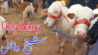 Choty Bachray in Iqbalabad Cow Mandi|#@MANDIVISIT|