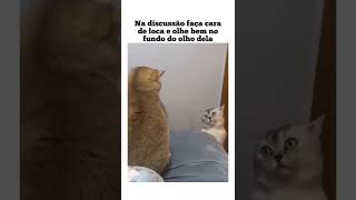 Na discussão faça cara de louca 😂 #shorts #engraçados #funny #funnycat #funnycats #funnyvideo