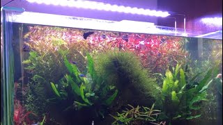 How i trim my plants. Plants trimming session. Rotala ludwigia