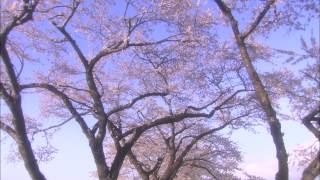 Yozakura (Blooming cherry-trees) - 1/4