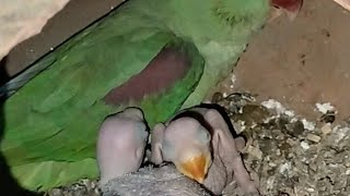 raw parrot breeding tips | how to raw pearrot breeding tips | raw parrot breeding information