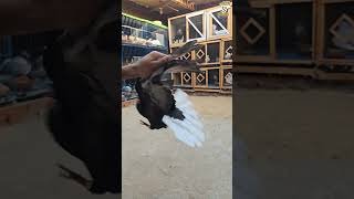 How to train Pigeon🤔🤔😱😱