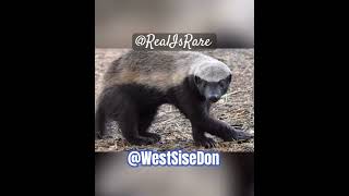 HONEY BADGERS ARE WARRIORS #animals #minivlog #youtubeshorts #cat #dog #love #sad