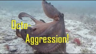 Octopus Aggression On Video