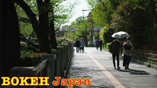 Bokeh Japan Walk - Fresh green in early summer in the city in Tokyo