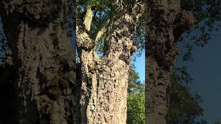 Veterans State Park Cork Tree