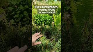 Как сформировать ровную крону сосны горной.Полное видео: https://youtu.be/NjMydFGf9Gg?feature=shared