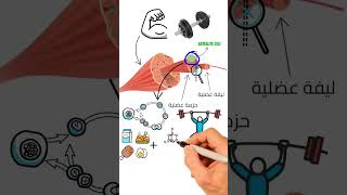 تعالى اقولك ازاى تبنى عضلات