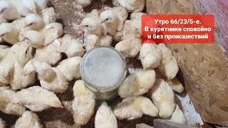 Утро 66/23/5-е. В курятнике спокойно, без происшествий. Выращивание бройлеров росс 708.