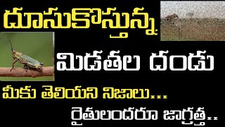 తెలుగు రాష్ట్రాలపై మిడతల దండయాత్ర II రాష్ట్రాలకు పొంచివున్న ముప్పు ఆదమరిస్తే అంతే! రైతులు జాగ్రత్త