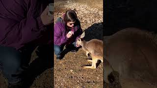 Feeding Kangaroos