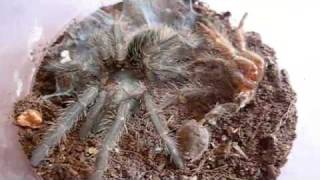 Three Tarantulas Eat