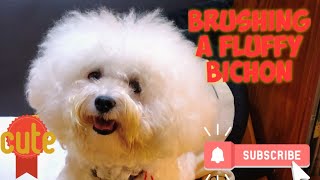 Dog grooming course series#13 [brushing a fluffy Bichon head] #shorts