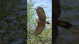 Indian Eagle owl - Takeoff to amazing flight #ytshorts #ytshort #youtubeshorts #youtubeshort #shots