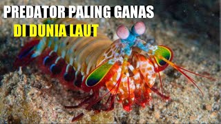 "20 Fakta Unik Tentang Udang Mantis: Si Pukul Kilat Laut!"