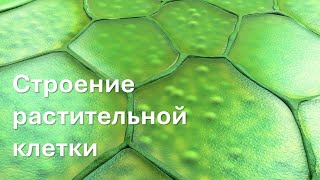 Строение растительной клетки