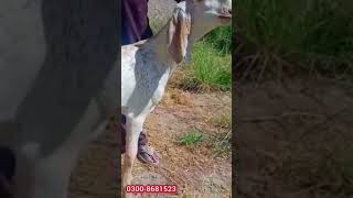 pure makhi cheeni goat |#shorts | shortvideo | shorts @joyia goat farm