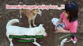 BERMAIN BERSAMA ANJING KESAYANGAN YANG PINTAR BERJABAT TANGAN | BERMAIN BERSAMA ANJING PELIHARAAN